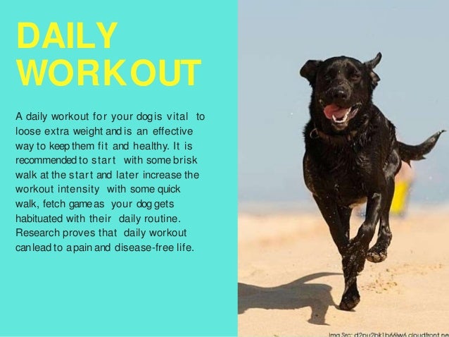 Ways to lose weight with your dog